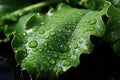 Closeup of a kale leaf with drops of Royalty Free Stock Photo