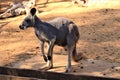 Closeup of a kangaroo in the Haifa Zoo in northern Israel
