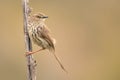Closeup of a Karoo prinia perched on a tree branch Royalty Free Stock Photo