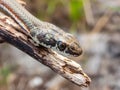 Closeup of a Karoo Sand Snake hanging from a tree branch in a natural outdoor environment. Royalty Free Stock Photo