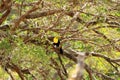 Closeup of a Keel-billed Toucan (Ramphastus sulfuratus) perched on a mossy branch in Costa Rica Royalty Free Stock Photo