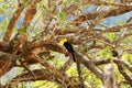 Closeup of a Keel-billed Toucan (Ramphastus sulfuratus) perched on a mossy branch in Costa Rica Royalty Free Stock Photo