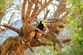 Closeup of a Keel-billed Toucan (Ramphastus sulfuratus) perched on a mossy branch in Costa Rica Royalty Free Stock Photo