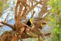 Closeup of a Keel-billed Toucan (Ramphastus sulfuratus) perched on a mossy branch in Costa Rica Royalty Free Stock Photo