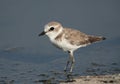 Closeup of Kentish Plover at Asker Marsh, Bahrain