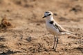 Closeup of Kentish Plover