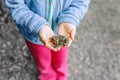 Child hands holding small green brown forest frog Royalty Free Stock Photo