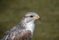 King buzzard Royalty Free Stock Photo
