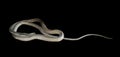 Closeup King Cobra on Black Background, Clipping Path