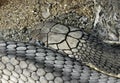 Close up King Cobra Lie Down on The Sand Royalty Free Stock Photo