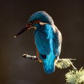 Closeup of a king fisher bird perched on a branch Royalty Free Stock Photo