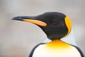 Closeup of King penguin, South Georgia, Antarctica