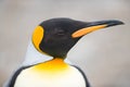 Closeup of King penguin, South Georgia, Antarctica