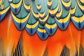 closeup of kingfisher feathers