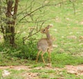 Closeup of Kirk`s Dik-dik