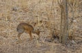 Closeup of Kirk`s Dik-dik