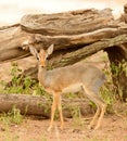 Closeup of Kirk`s Dik-dik