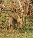 Closeup of Kirk`s Dik-dik