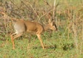 Closeup of Kirk`s Dik-dik