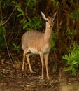 Closeup of Kirk`s Dik-dik