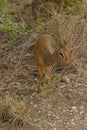 Closeup of Kirk`s Dik-dik