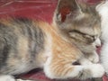 Closeup kitten are sleeping