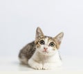 Closeup kitten looking up on white background