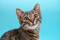 Closeup kitten tabby grey portrait. Big eyes and cute face. Pet cat portrait on blue background. Ophthalmologic