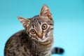 Closeup kitten tabby grey portrait. Big eyes and cute face. Pet cat portrait on blue background. Ophthalmologic