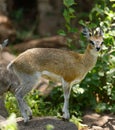 Closeup of Klipspringer Royalty Free Stock Photo