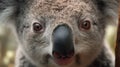 Closeup of a Koala with its mouth close. Closeup of a koala head