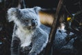 Closeup of a koala perched atop a tree branch in a shady environment