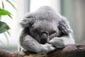 Closeup about a koala sleeping on a branch