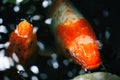 Closeup of Kohaku fishes swimming in a water with a reflection of the light