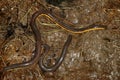 Closeup on 2 Kohtaowormsalamander, Ichthyophis kohtaoensis Royalty Free Stock Photo