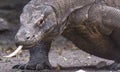 Closeup of a Komodo Dragon with its tongue out Royalty Free Stock Photo