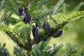 Closeup of Korean fir with cones, Abies koreana Royalty Free Stock Photo