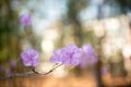 Closeup of a Korean rosebay on a branch with sunlit blurred background