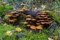 Closeup of Kuehneromyces mutabilis, sheathed woodtuft on a wood with mossy surface in a forest Royalty Free Stock Photo