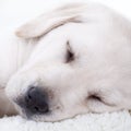 Closeup of Labrador pet puppy dog sleeping in bed with pillow blanket Royalty Free Stock Photo