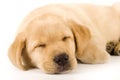 Closeup of a labrador retriever puppy sleeping Royalty Free Stock Photo