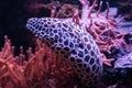 Closeup of a laced moray eel sneaking out of its hideout, a funny tropical fish from the pacific ocean