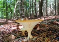 Closeup of a Lactarius Piperatus mushroom in a forest Royalty Free Stock Photo