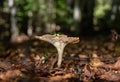 Closeup of a Lactarius Piperatus mushroom in a forest Royalty Free Stock Photo