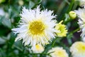 Closeup lacy white and yellow daisy flower blooming in a summer garden Royalty Free Stock Photo