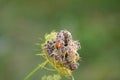 Closeup of lady bug on wild carrot flower with selective focus on foreground Royalty Free Stock Photo