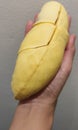 Closeup lady hand holding yellowish organic riped durian on grey background, Southeast asia tropical smell fruit