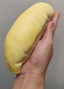 Closeup lady hand holding yellowish organic riped durian on grey background, Southeast asia tropical smell fruit