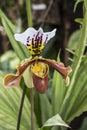 Closeup of a Lady`s-slipper orchid Cypripedium calceolus in springtime