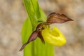 Closeup of lady`s slipper orchid. Cypripedium parviflorum